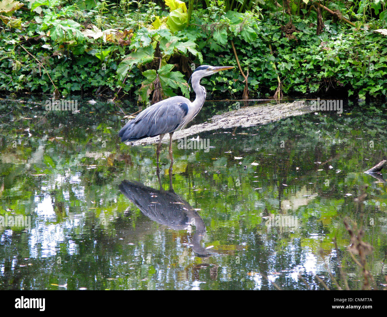 Heron standing in lake Stock Photo