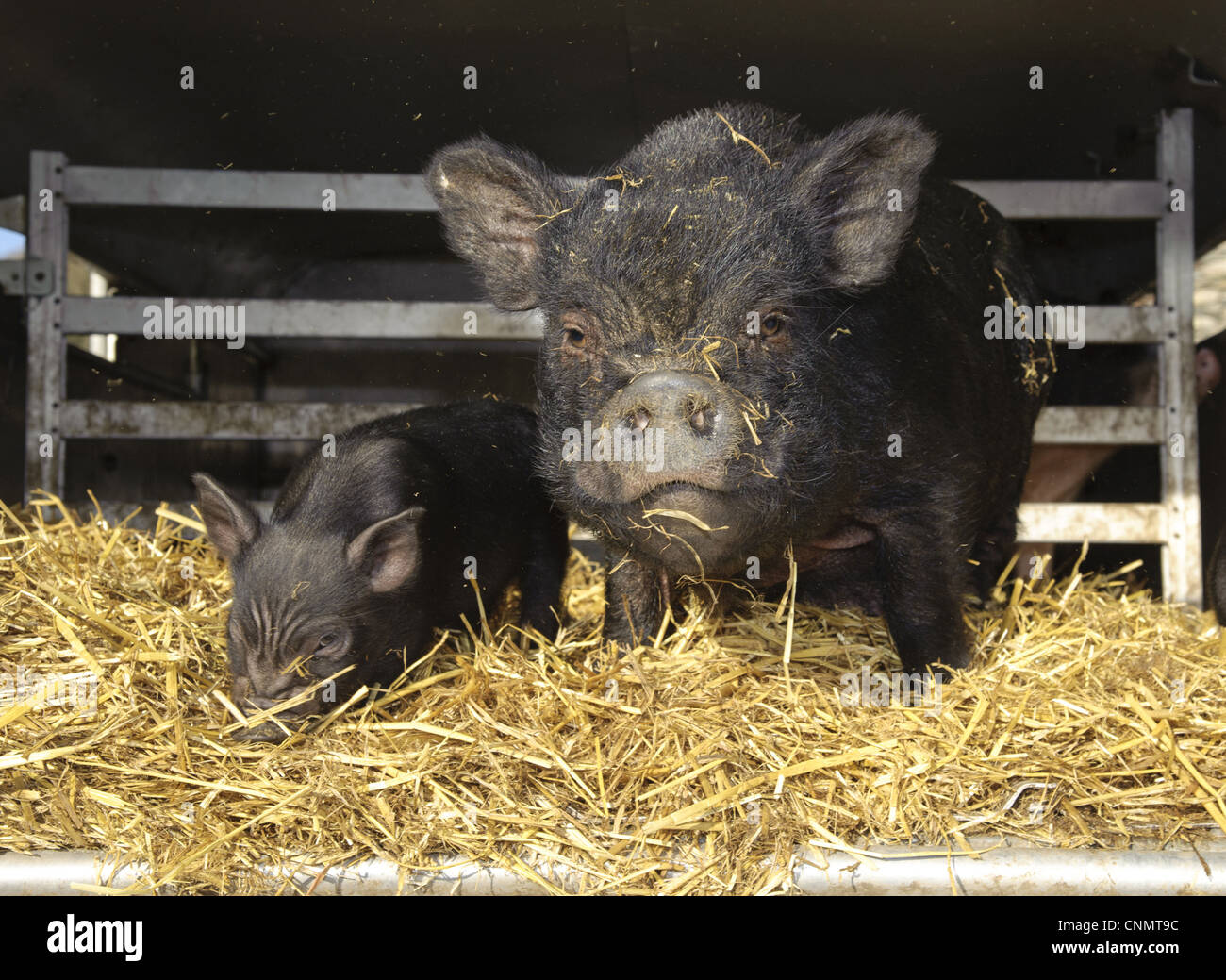 Domestic Pig, Vietnamese Potbellied Pig, sow with piglet, on straw