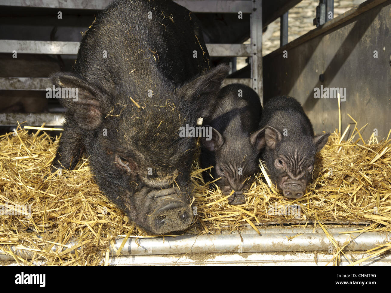 Domestic Pig, Vietnamese Potbellied Pig, sow with two piglets, on