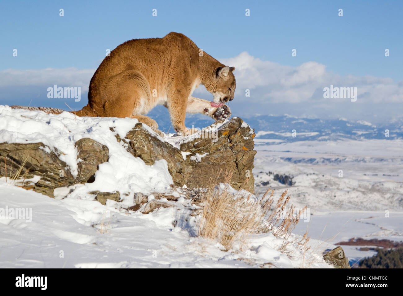 Puma (Felis concolor) adult, licking paw, sitting on rock in snow, Rocky  Mountains, Montana, U.S.A., january (captive Stock Photo - Alamy