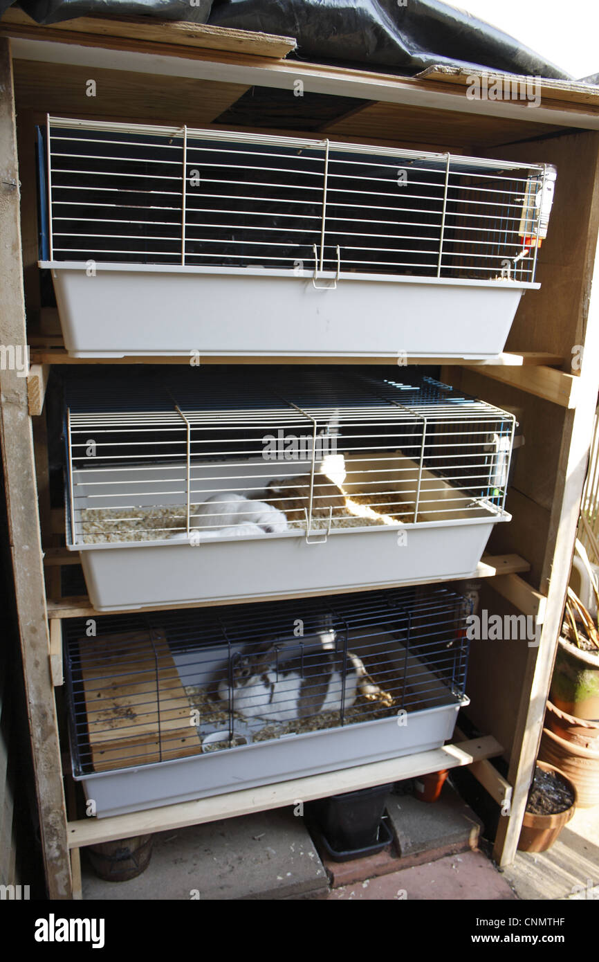 Domestic Rabbit and Guinea Pigs, adults, in outdoor cages under shelter