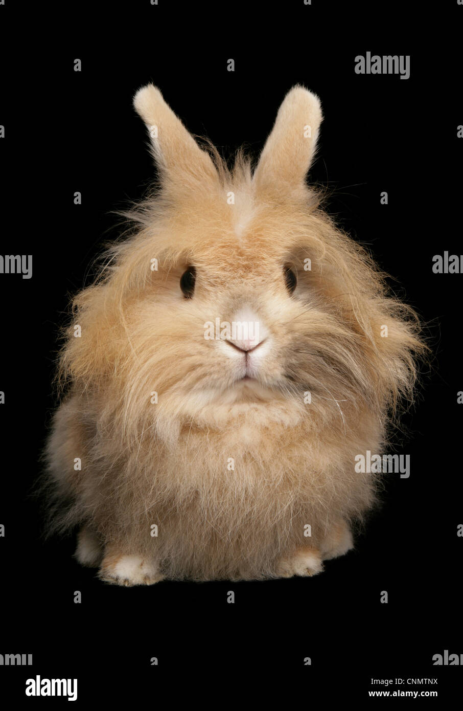 Domestic Rabbit, adult female, sitting Stock Photo - Alamy