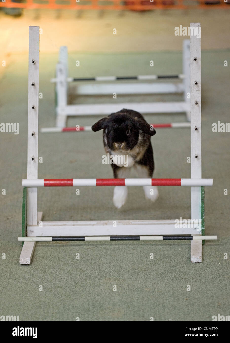 Rabbit show jumping britain hires stock photography and images Alamy