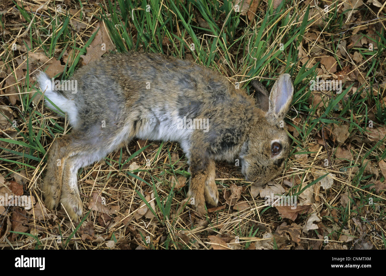 European Rabbit Oryctolagus cuniculus dead adult killed by European Red