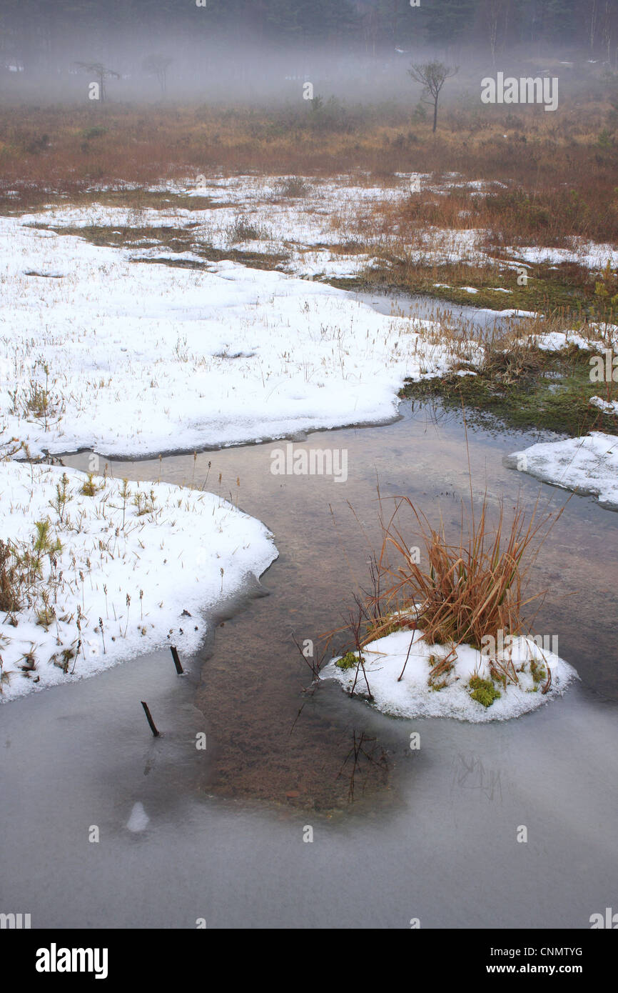 Ice and snow covered heathland pond, Surrey, England, december Stock Photo