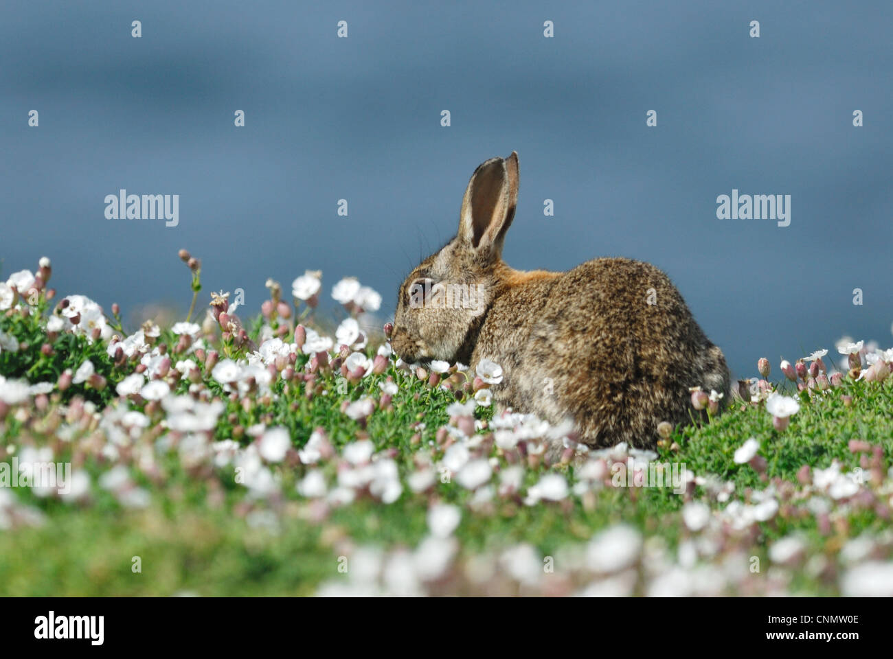 Skomer Rabbits European Rabbit Oryctolagus cuniculus young feeding amongst Sea Campion ...