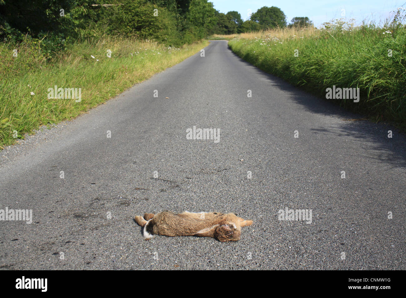 European Rabbit (Oryctolagus cuniculus) dead adult, killed on rural lane, South Lopham, Norfolk, England, august Stock Photo
