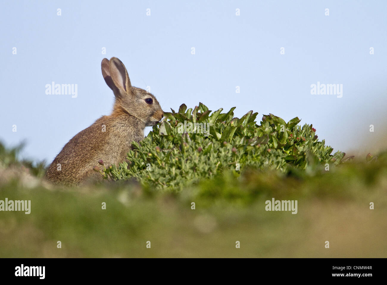 Skomer Rabbits Pembrokeshire islands rabbits hi-res stock photography and images - Alamy