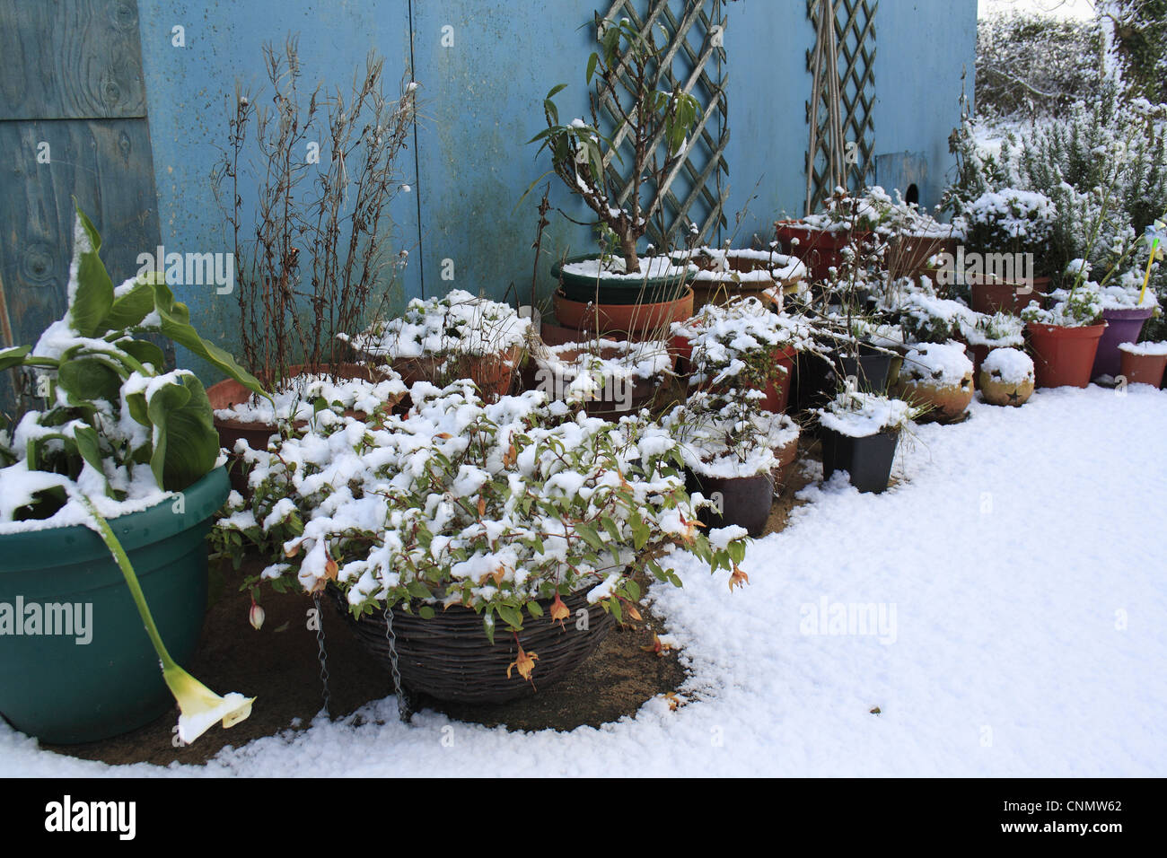 Snow covered Fuchsia Fuchsia sp. Calla Lily Zantedeschia sp. other plants in pots on garden patio Suffolk England november Stock Photo