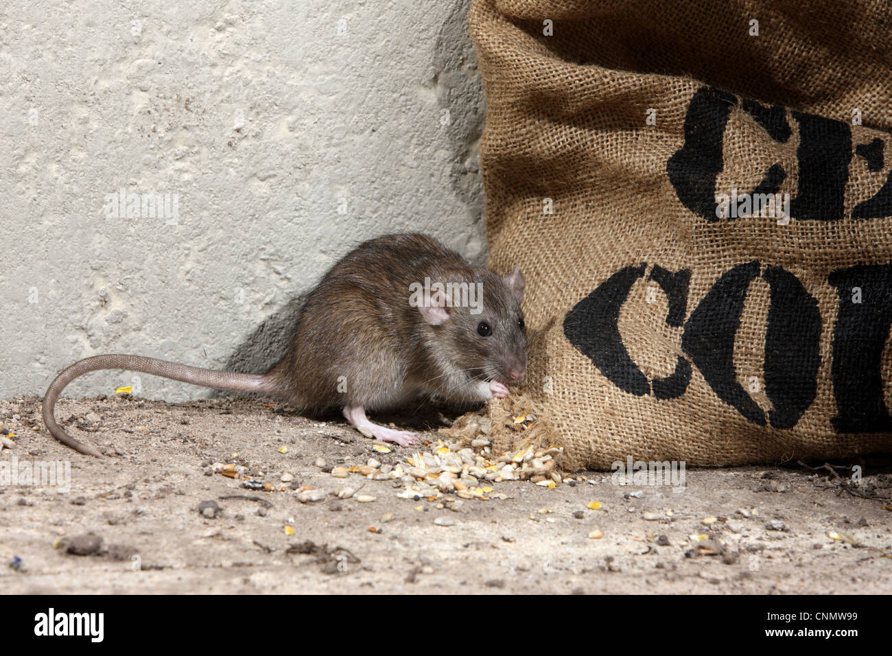 Brown Rat (Rattus norvegicus) adult, feeding on grain spilt from sack