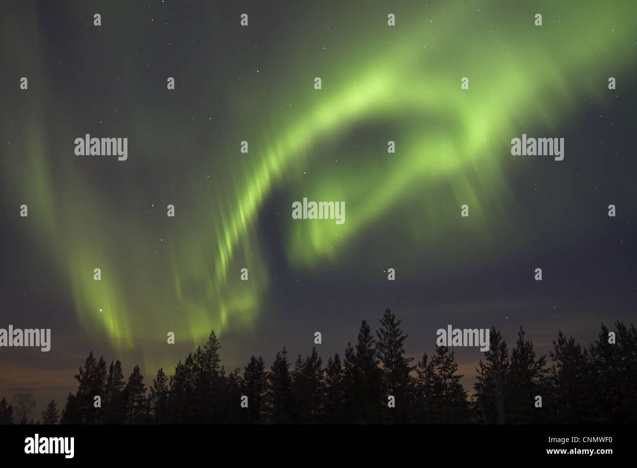 Aurora Borealis, over coniferous forest at night, Finland, february ...