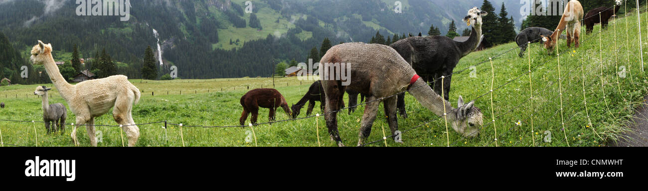 Panorama Alpacas grazing on alpine meadow, Switzerland Stock Photo