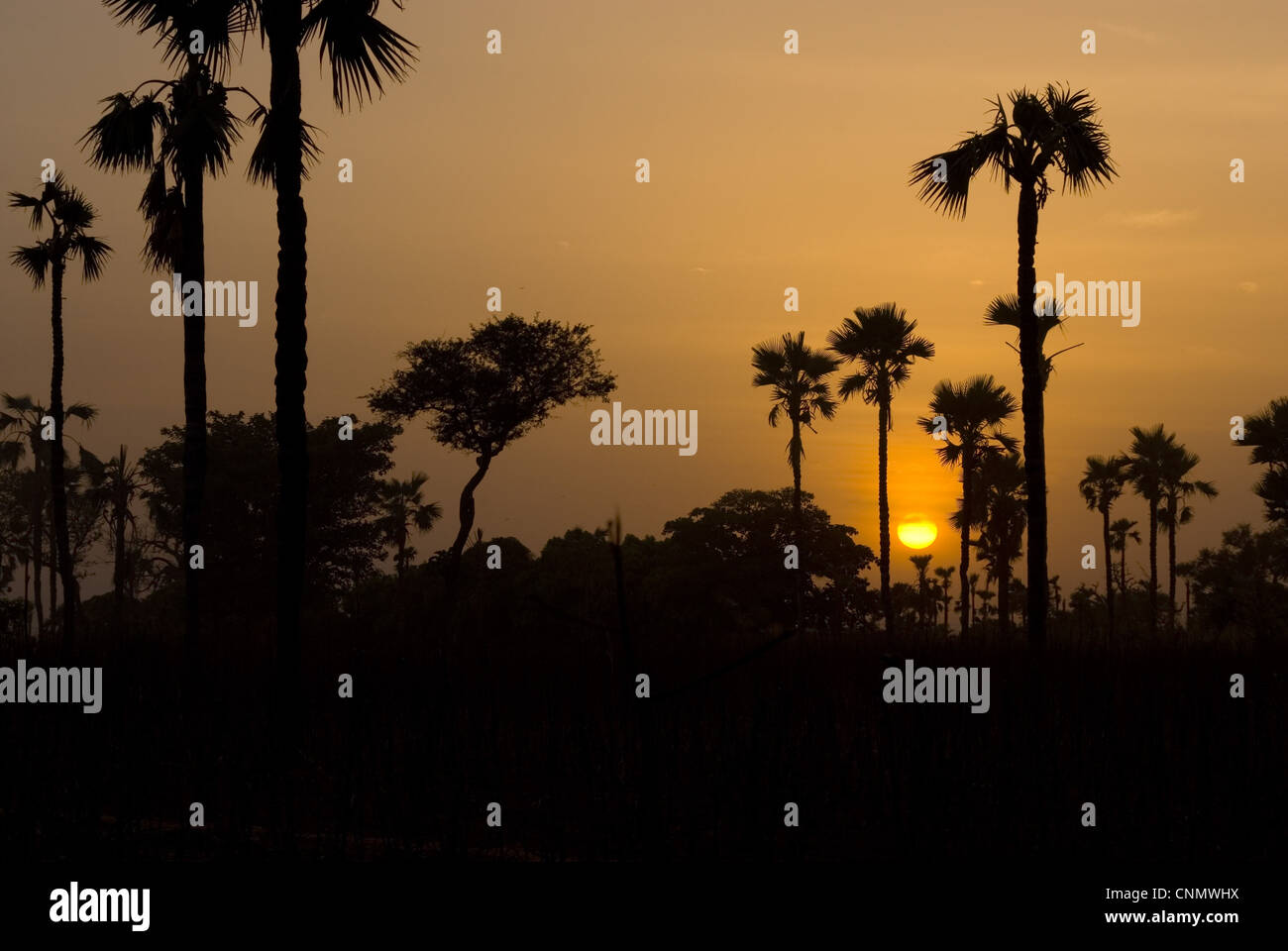 Palm trees silhouetted at sunset, Banfora, Comoe Province, Burkina Faso Stock Photo
