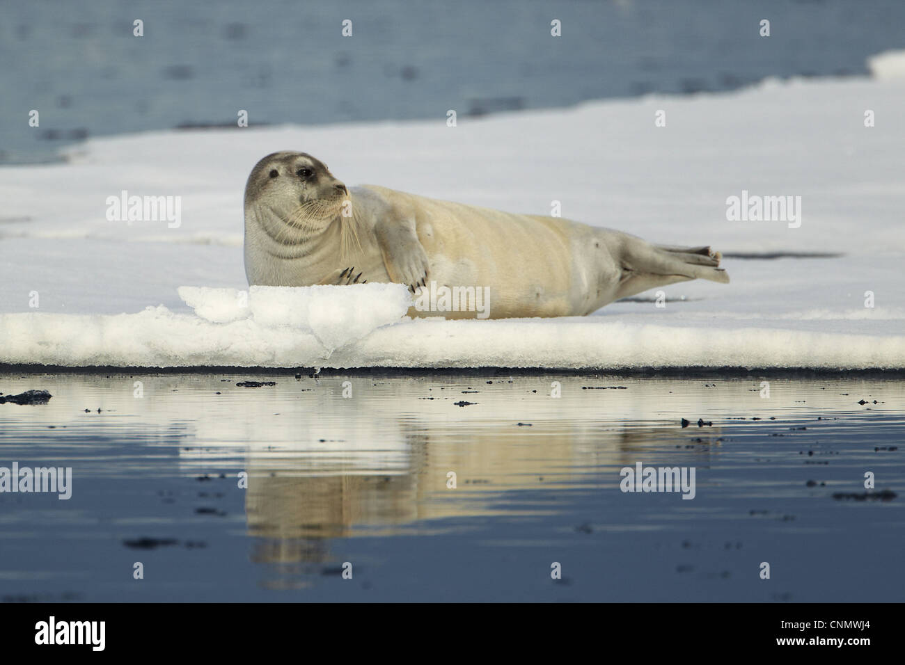 Bearded Seal (Erignathus Barbatus) Adult, Resting On Floating Pack Ice ...