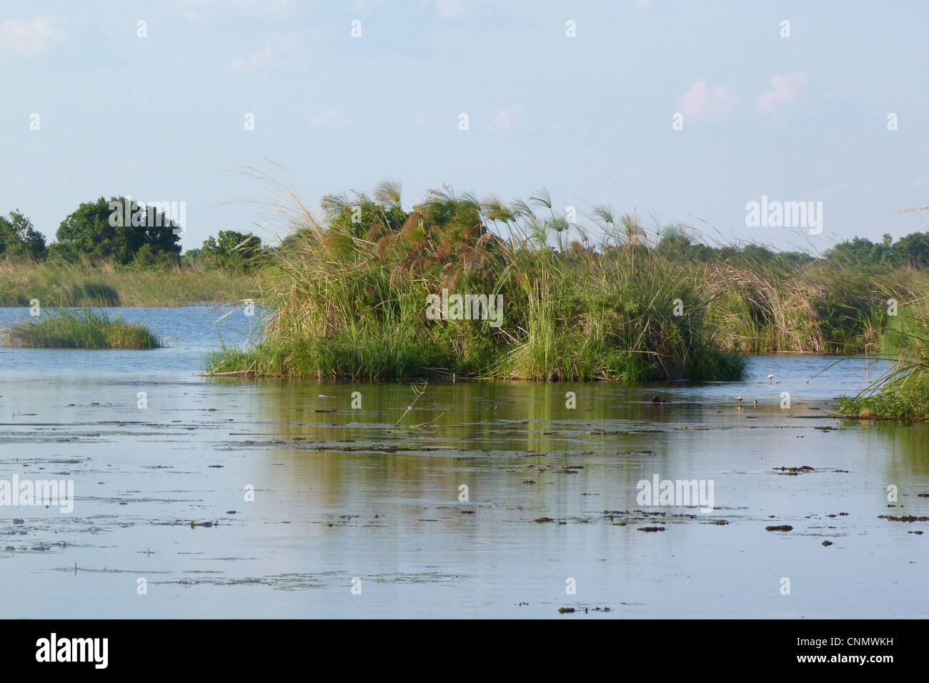 View of wetland habitat with Papyrus Sedge (Cyperus papyrus), Okavango Delta, Botswana Stock Photo