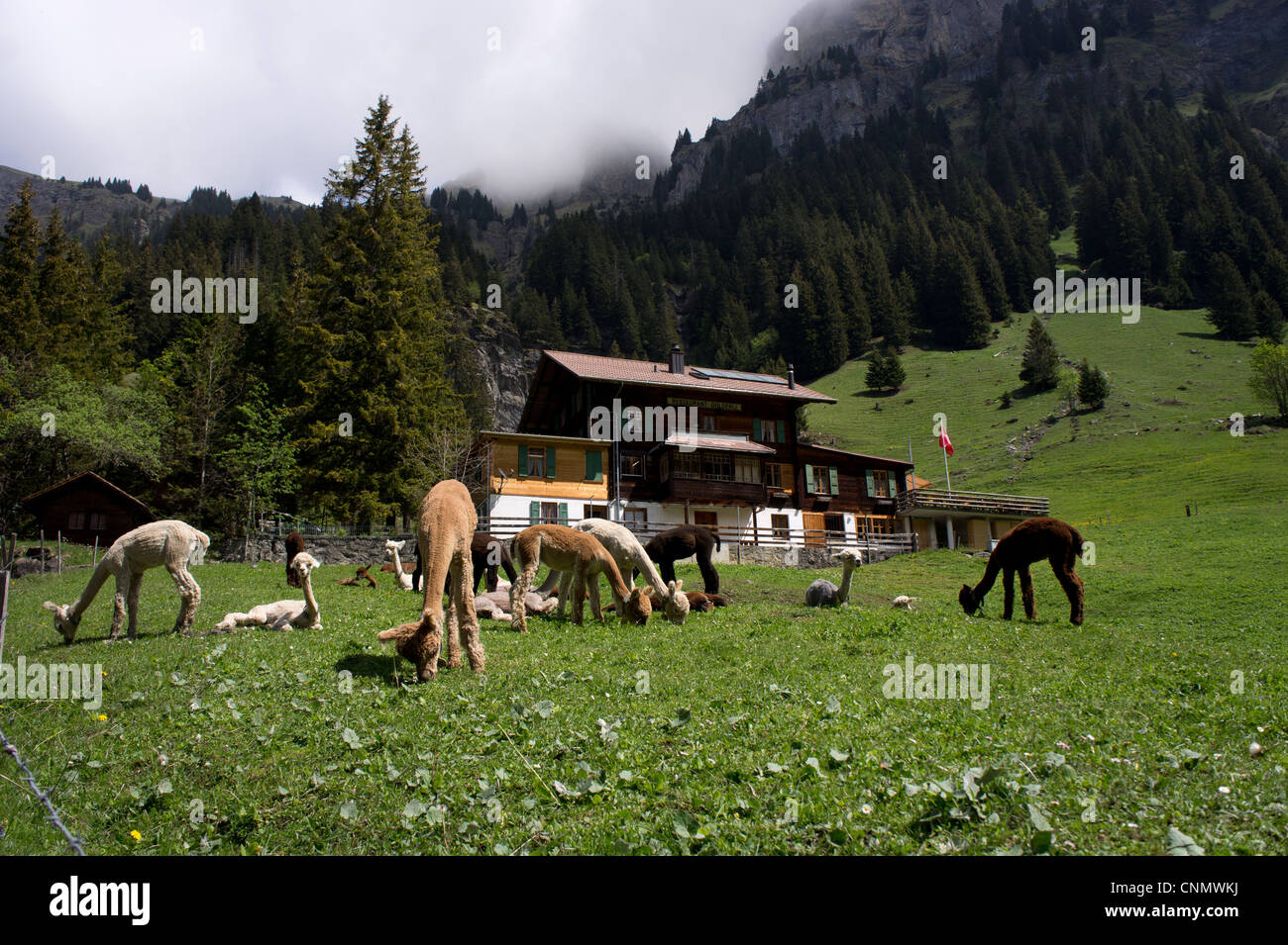 Alpacas grazing on alpine meadow, Switzerland Stock Photo