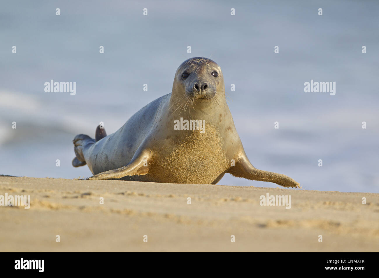Grey Seal (Halichoerus grypus) adult female, moving up sandy beach, Horsey, Norfolk, England, november Stock Photo