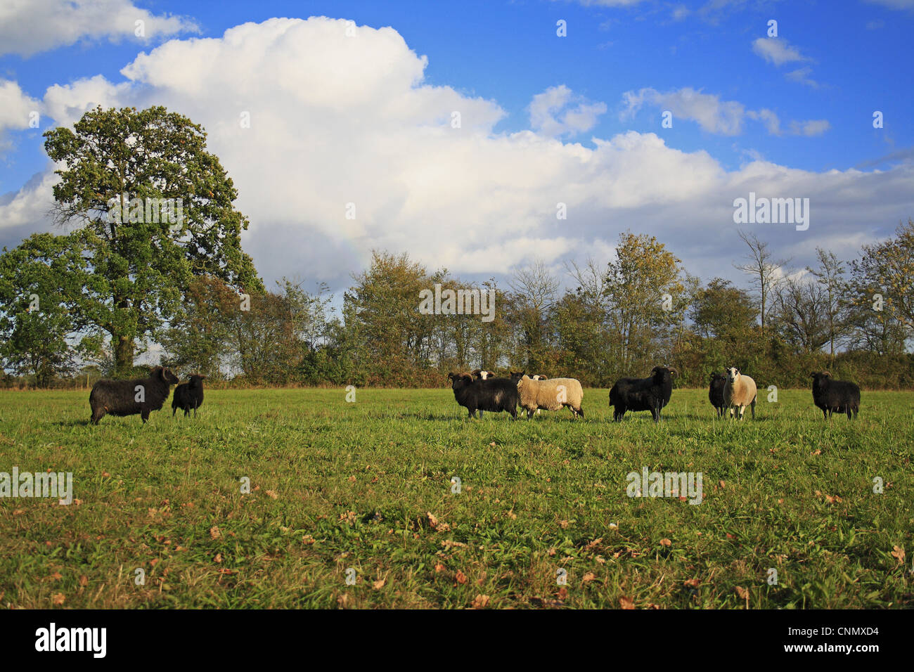 Domestic Sheep Hebridean other breeds mixed flock grazing late growth unimproved hay meadow habitat Mickfield Meadow Nature Stock Photo