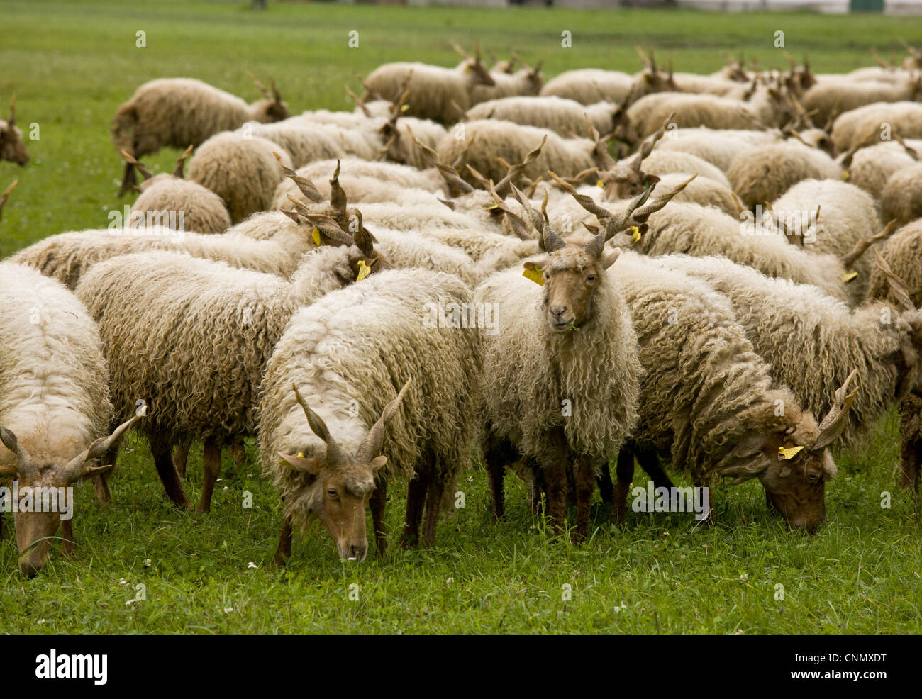 Domestic Sheep, Racka, twisted-horn breed, flock grazing in pasture, Hortobagy N.P., Great Plain, Eastern Hungary, october Stock Photo