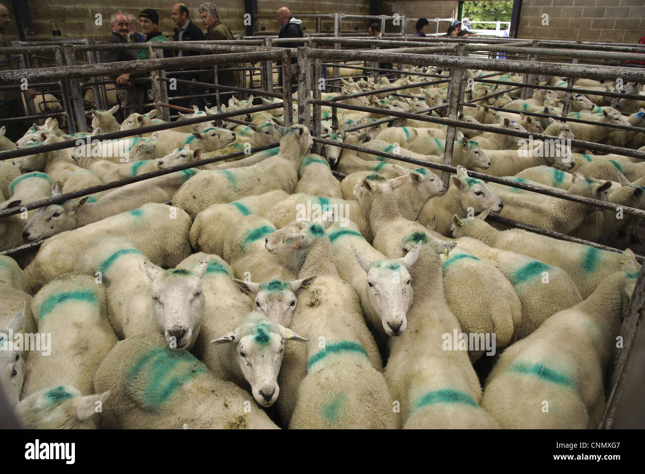 Domestic Sheep draught ewes markings sprayed on flock in pens at market