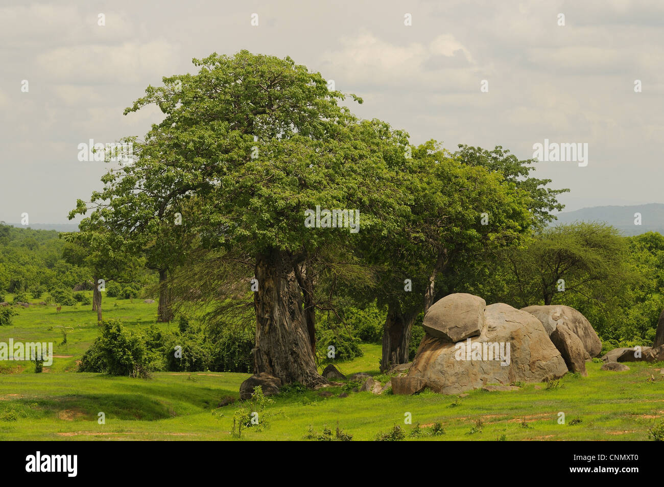 View of trees and rocky outcrop in bush habitat, Ruaha N.P., Tanzania Stock Photo