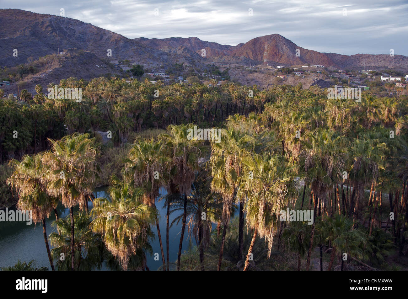 View of palm trees, river and oasis town in valley, Mulege, Baja