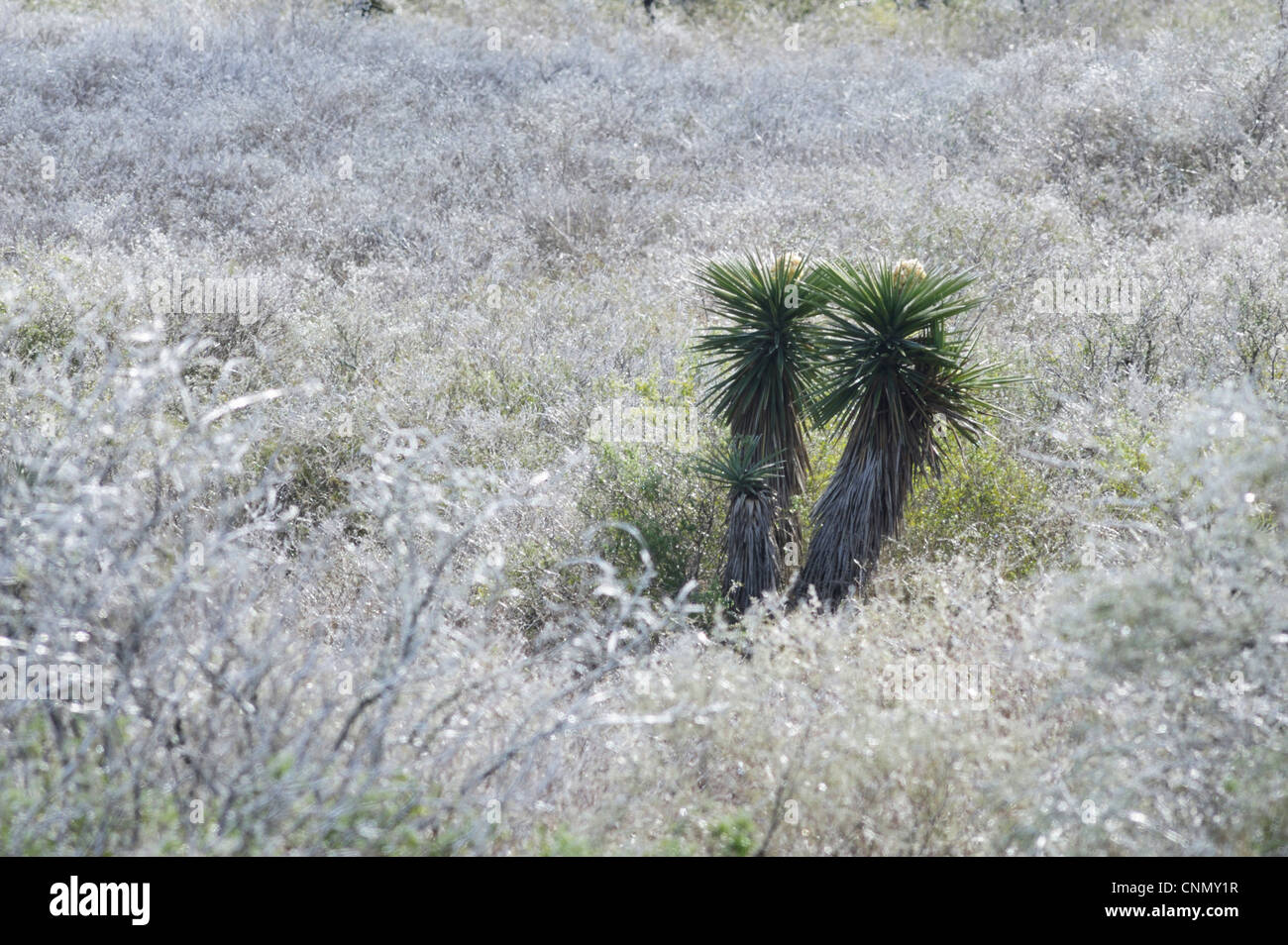 Trecul Yucca, Spanish Dagger (Yucca treculeana), after ice rain, Dinero, Lake Corpus Christi, South Texas, USA Stock Photo