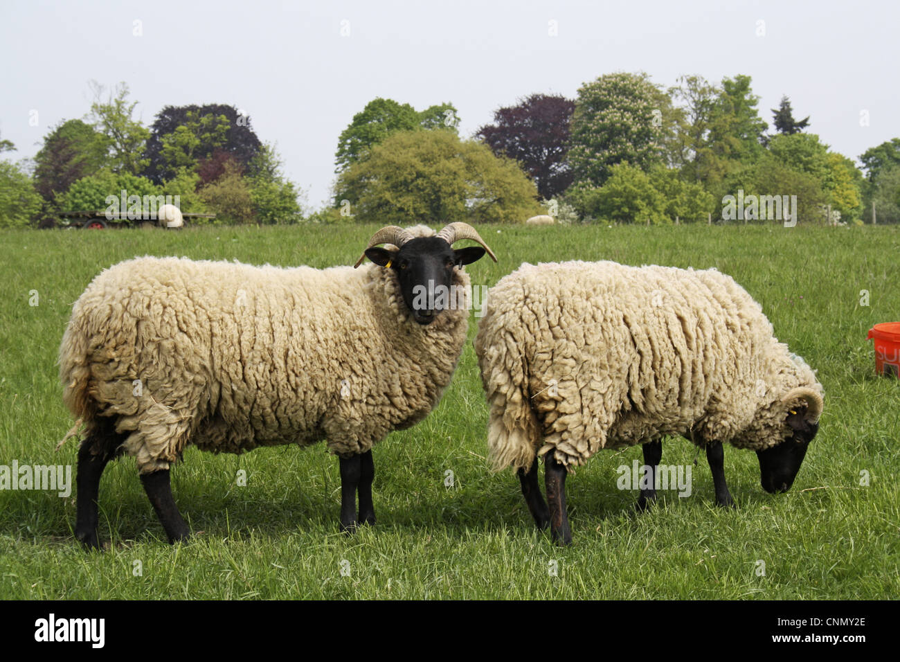Domestic Sheep, Norfolk Horn, ewes, grazing in pasture, Museum of East Anglian Life, Stowmarket, Suffolk, England, april Stock Photo
