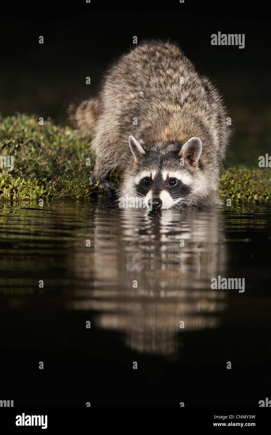 Northern Raccoon (Procyon lotor), adult at night drinking at pond, Dinero, Lake Corpus Christi, South Texas, USA Stock Photo