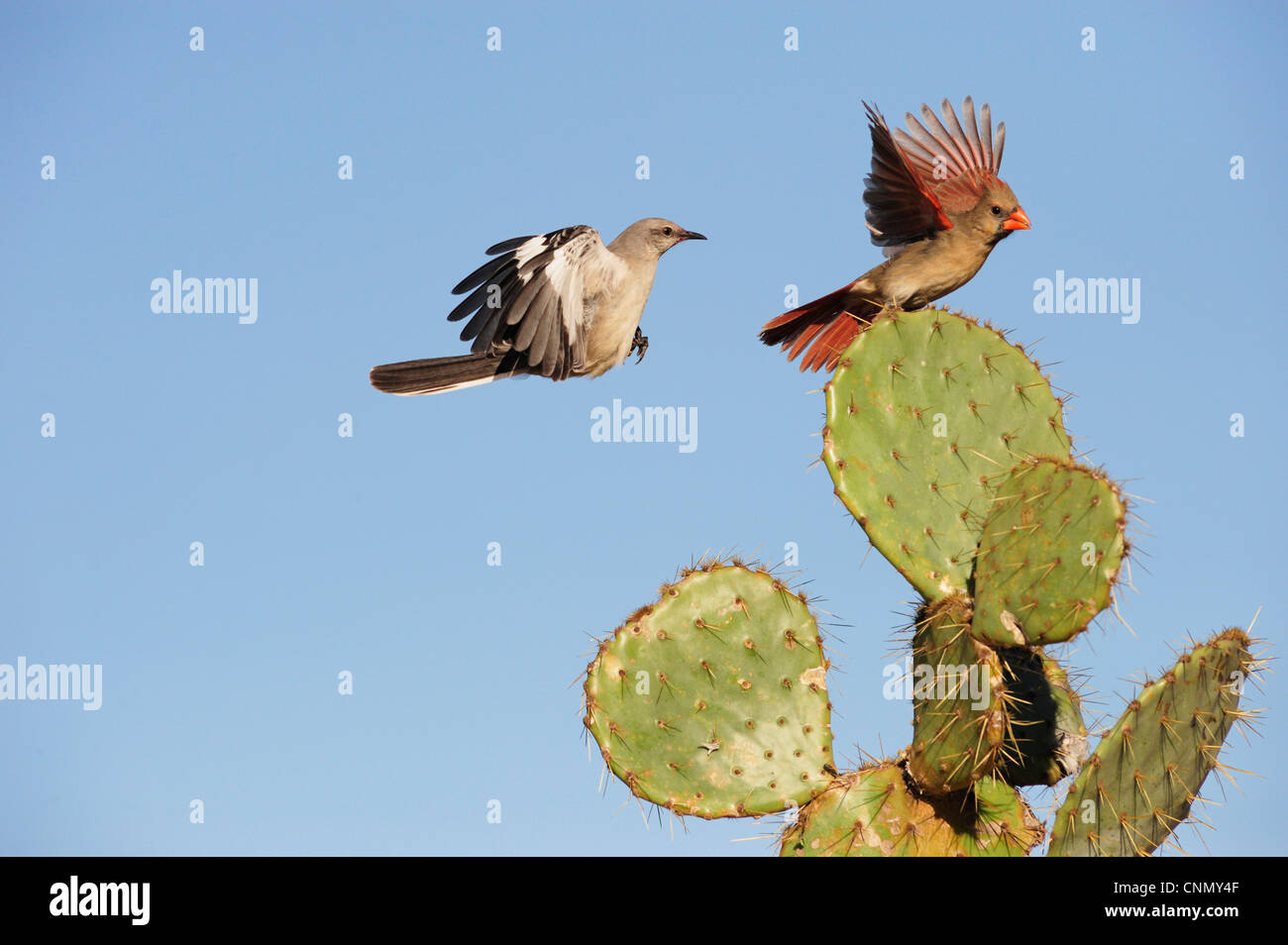 Northern Mockingbird (Mimus polyglottos), adult and Northern Cardinal (Cardinalis cardinalis) landing on Cactus, Texas Stock Photo