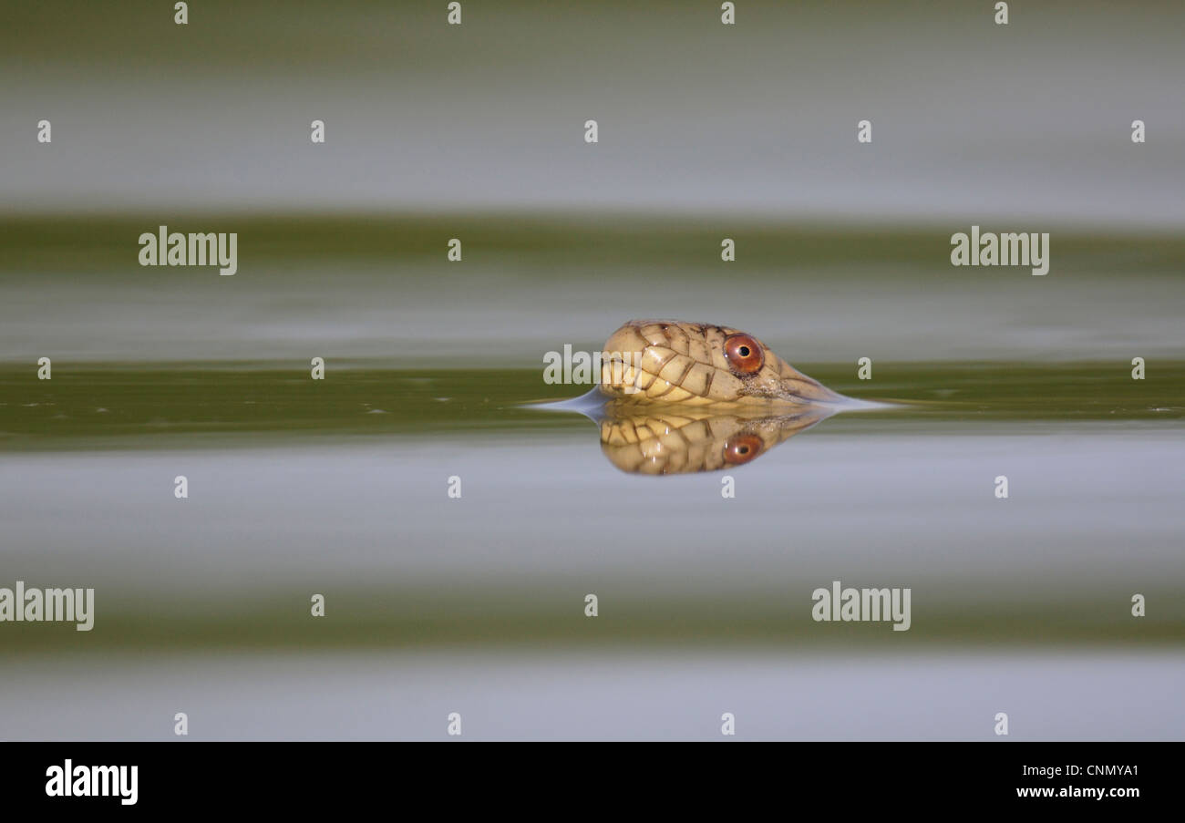 Diamondback water snake (Nerodia rhombifer rhombifer), adult swimming in lake, Dinero, Lake Corpus Christi, South Texas, USA Stock Photo