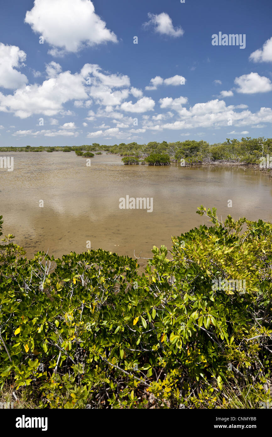 View of mangroves in wetland habitat, Crocodile Lake National Wildlife Refuge, Key Largo