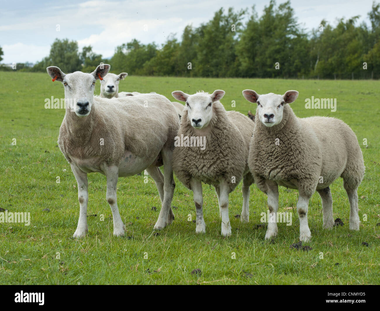 Sired hi-res stock photography and images - Alamy