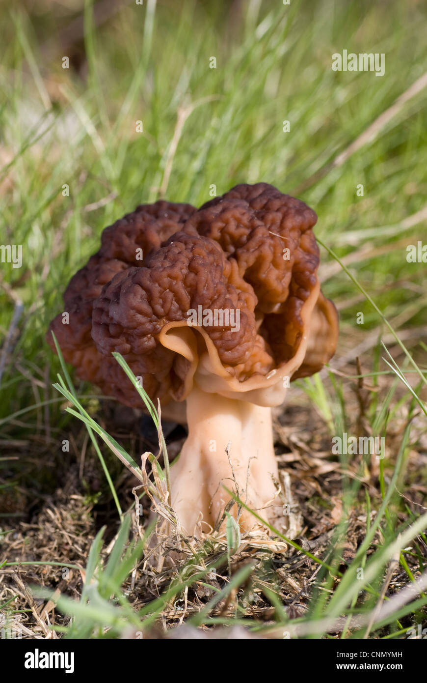 poisonous morel mushroom growing in the forest Stock Photo Alamy