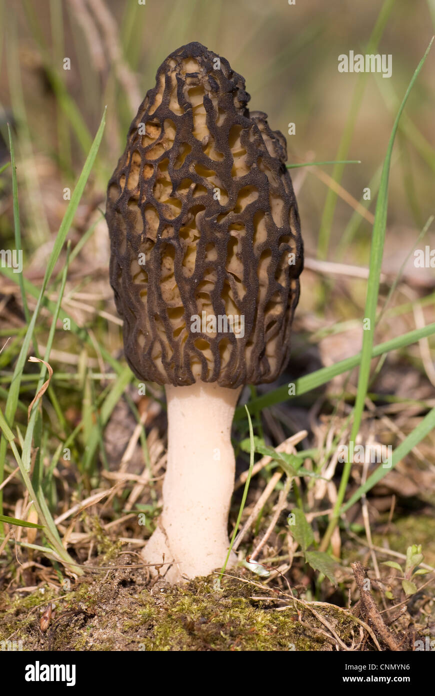 A morel mushroom growing in the forest Stock Photo Alamy