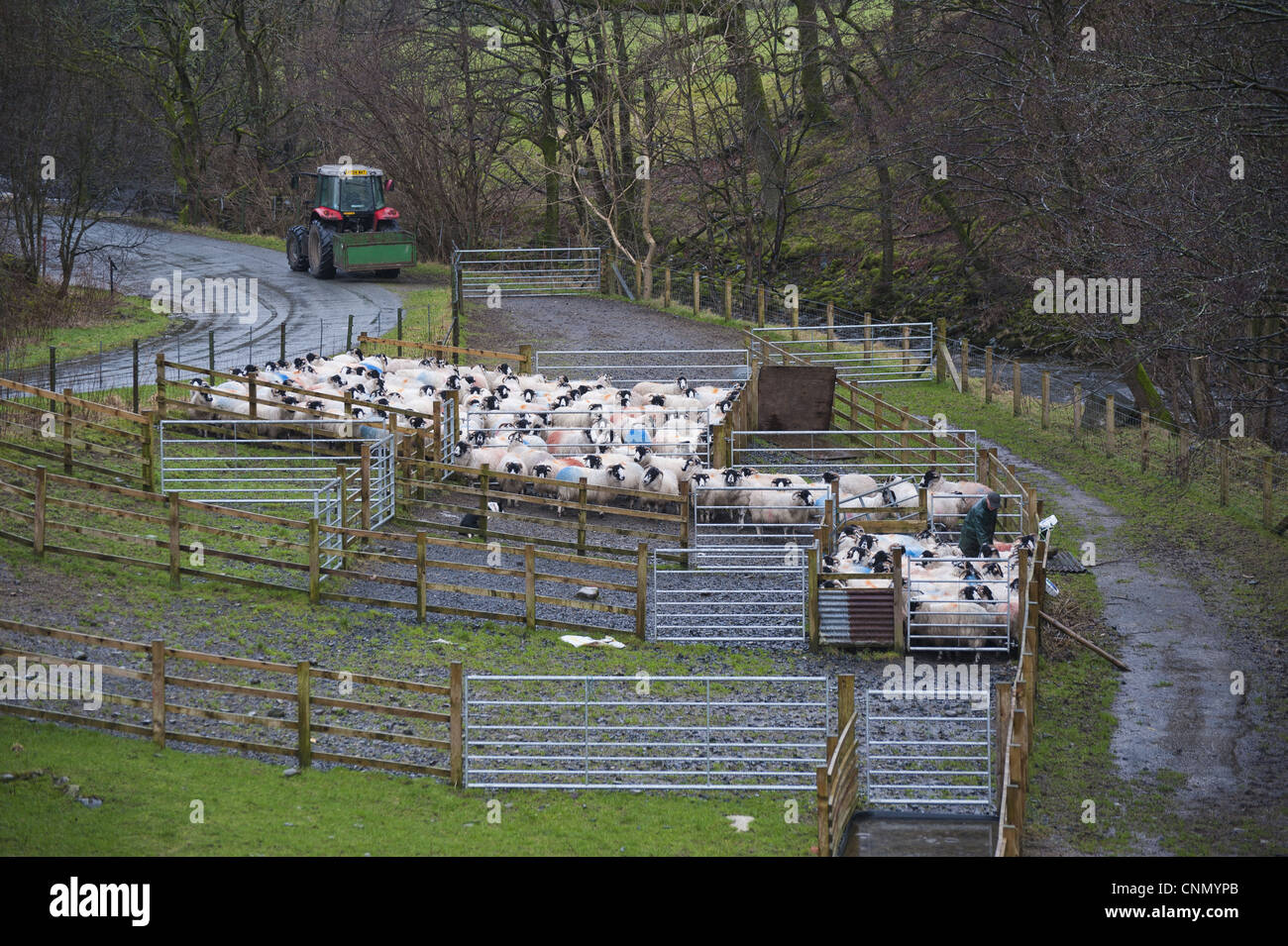 Domestic Sheep, Rough Fell ewes, flock gathered in pens, being drenched by farmer, Tebay, Cumbria, England, january Stock Photo