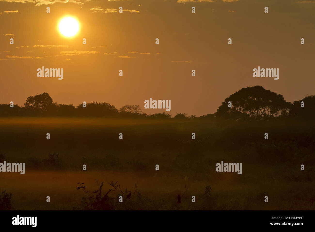 Brazil pantanal mato grosso hi-res stock photography and images - Alamy