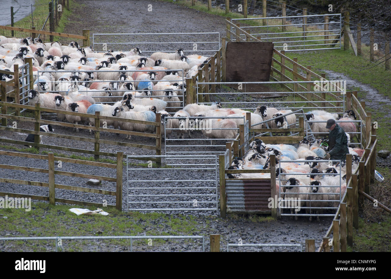 Domestic Sheep, Rough Fell ewes, flock gathered in pens, being drenched by farmer, Tebay, Cumbria, England, january Stock Photo
