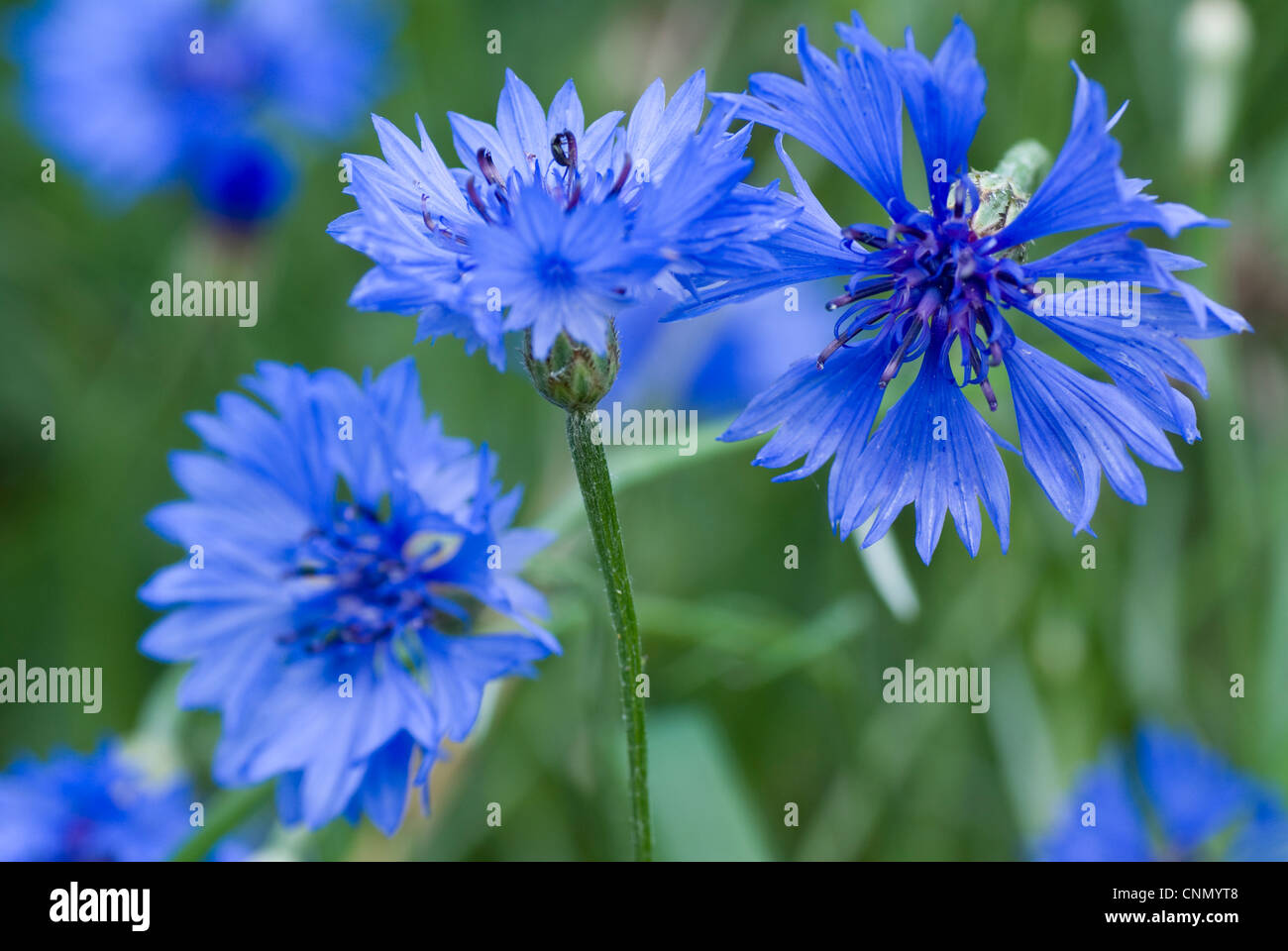 developed blue cornflower on green cereal's background Stock Photo