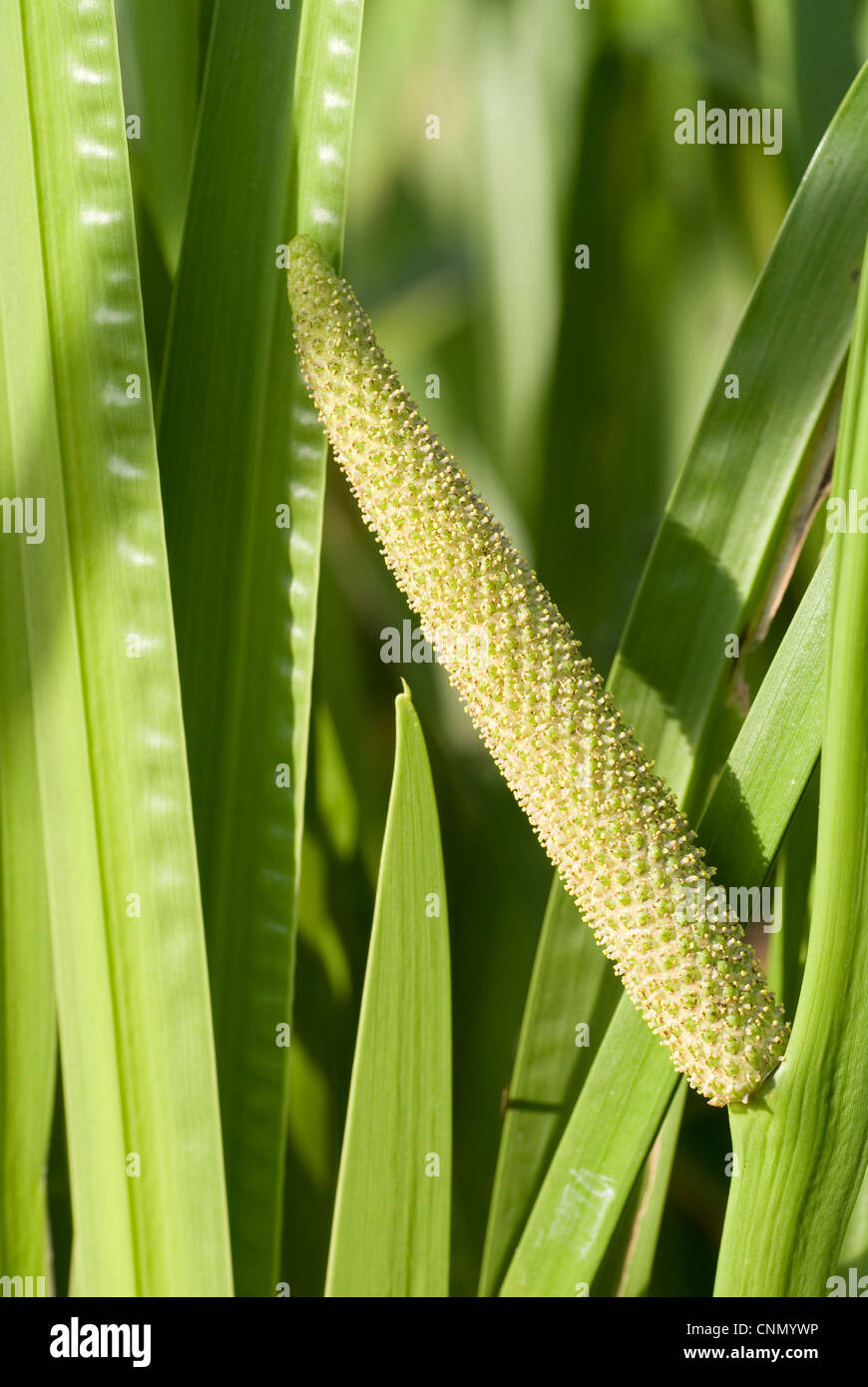 leaf calamus with inflorescence grow in water Stock Photo