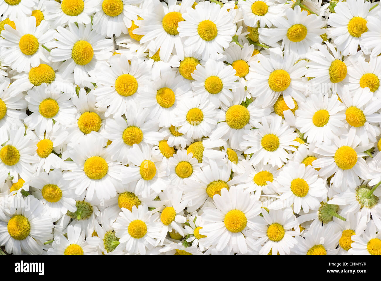 white and fresh flower camomile as background Stock Photo