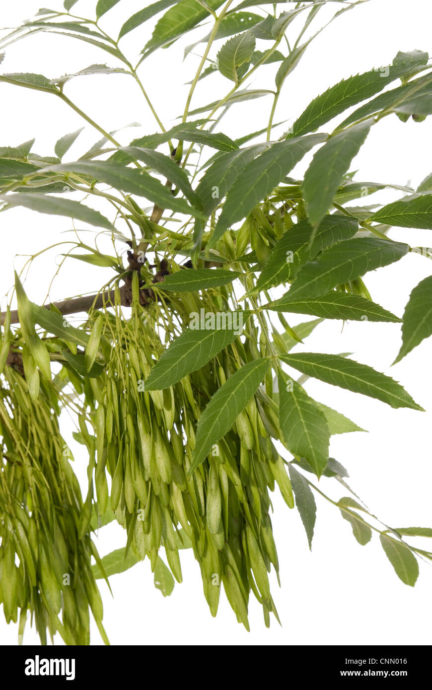 branch of the ash tree with fruit on white backgroud Stock Photo Alamy