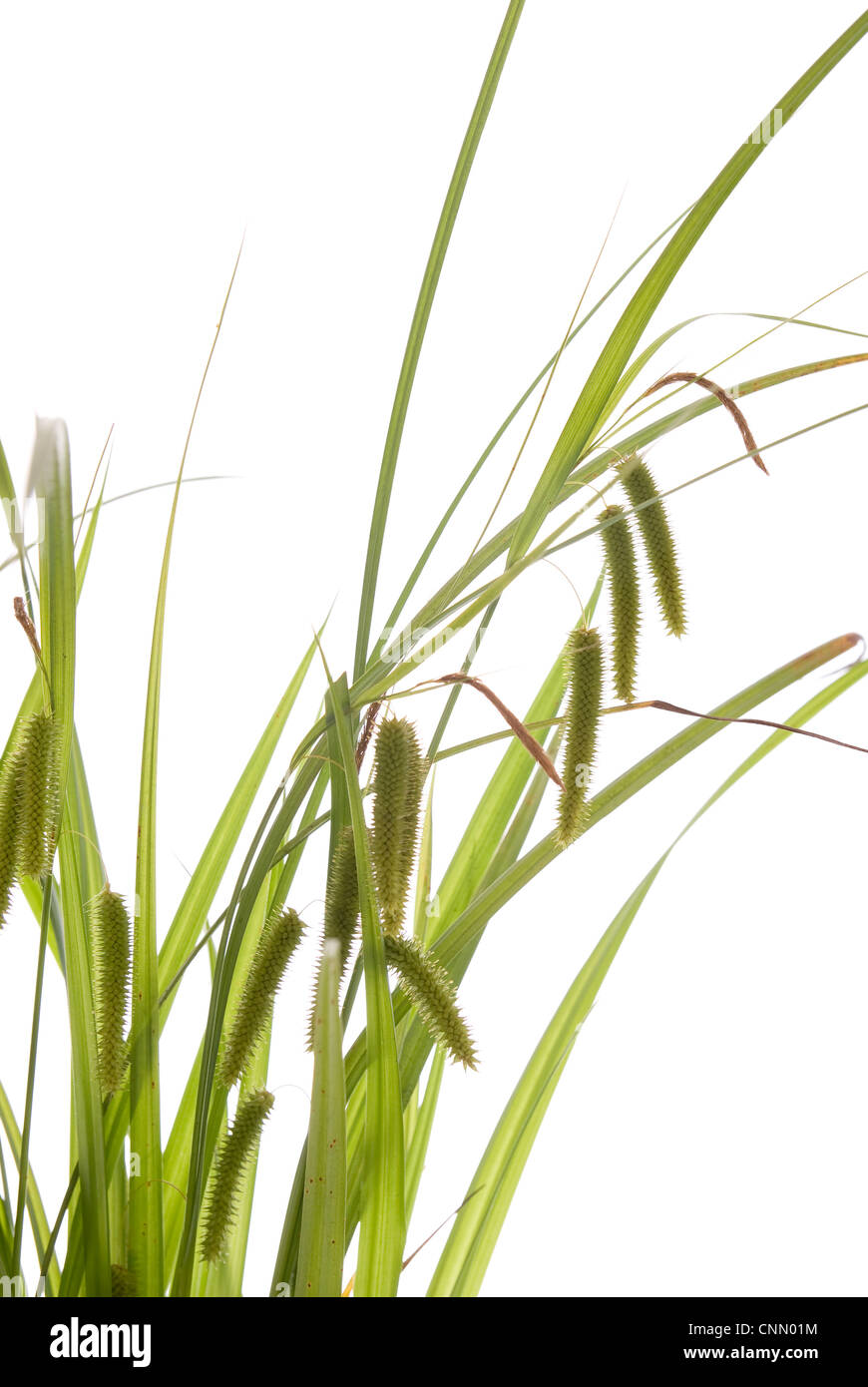 blooming young summer grass on white background Stock Photo