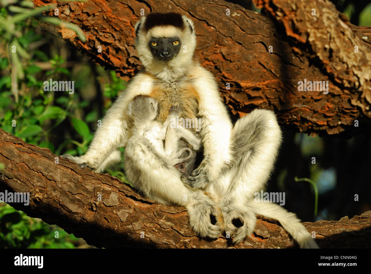 Verreaux's Sifaka Propithecus verreauxi mother baby sitting branch tamarind gallery forest Berenty Nature Reserve Southern Stock Photo