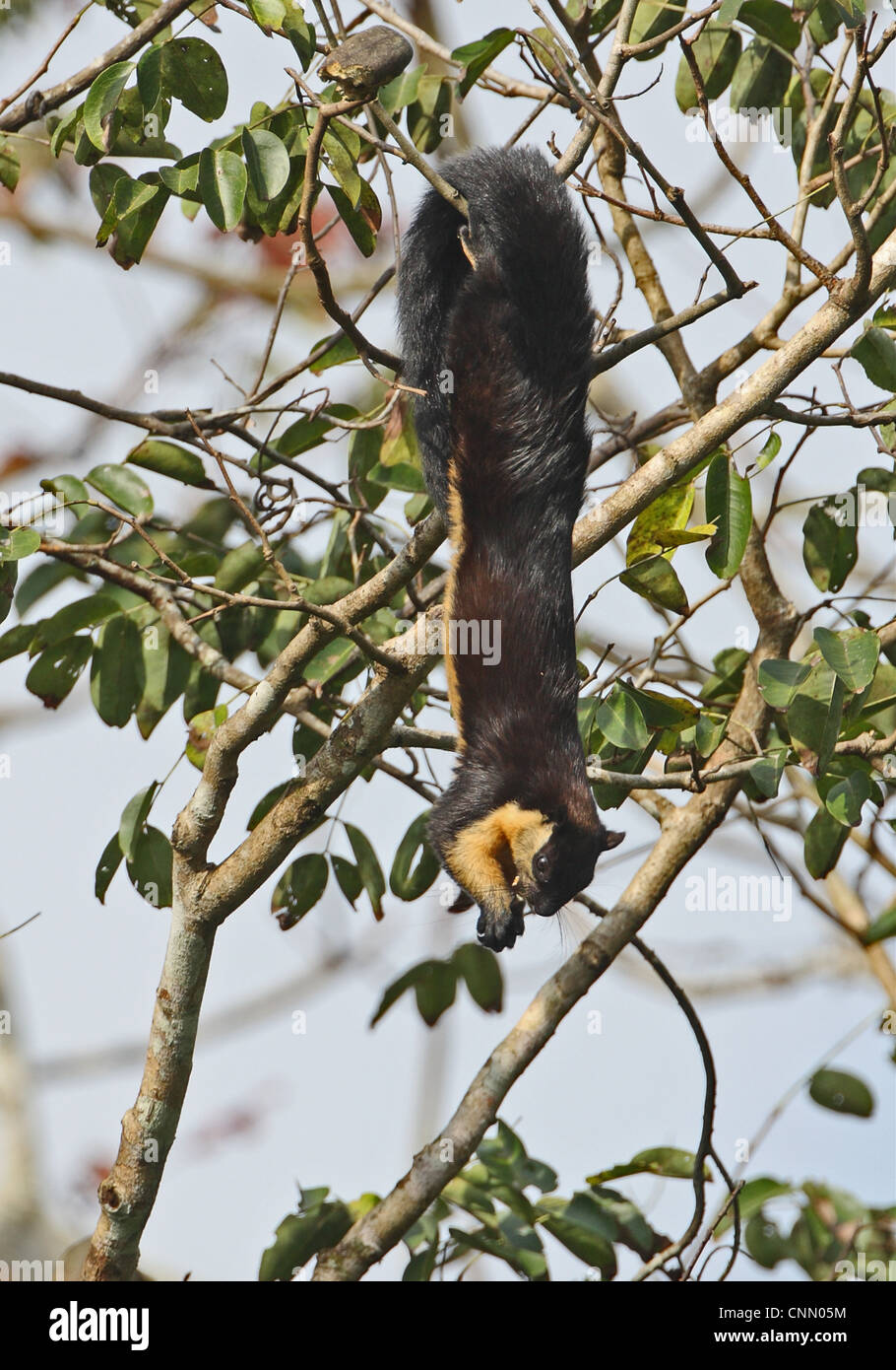 Black Giant Squirrel Ratufa bicolor adult feeding on fruit in tree hanging branch Kaeng Krachan N.P Thailand november Stock Photo