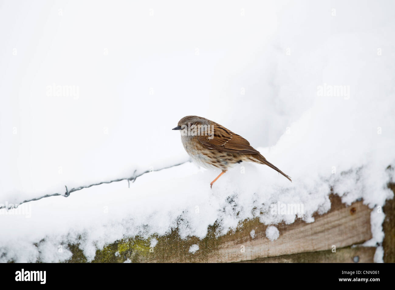 Dunnock; Prunella modularis; in snow; UK Stock Photo