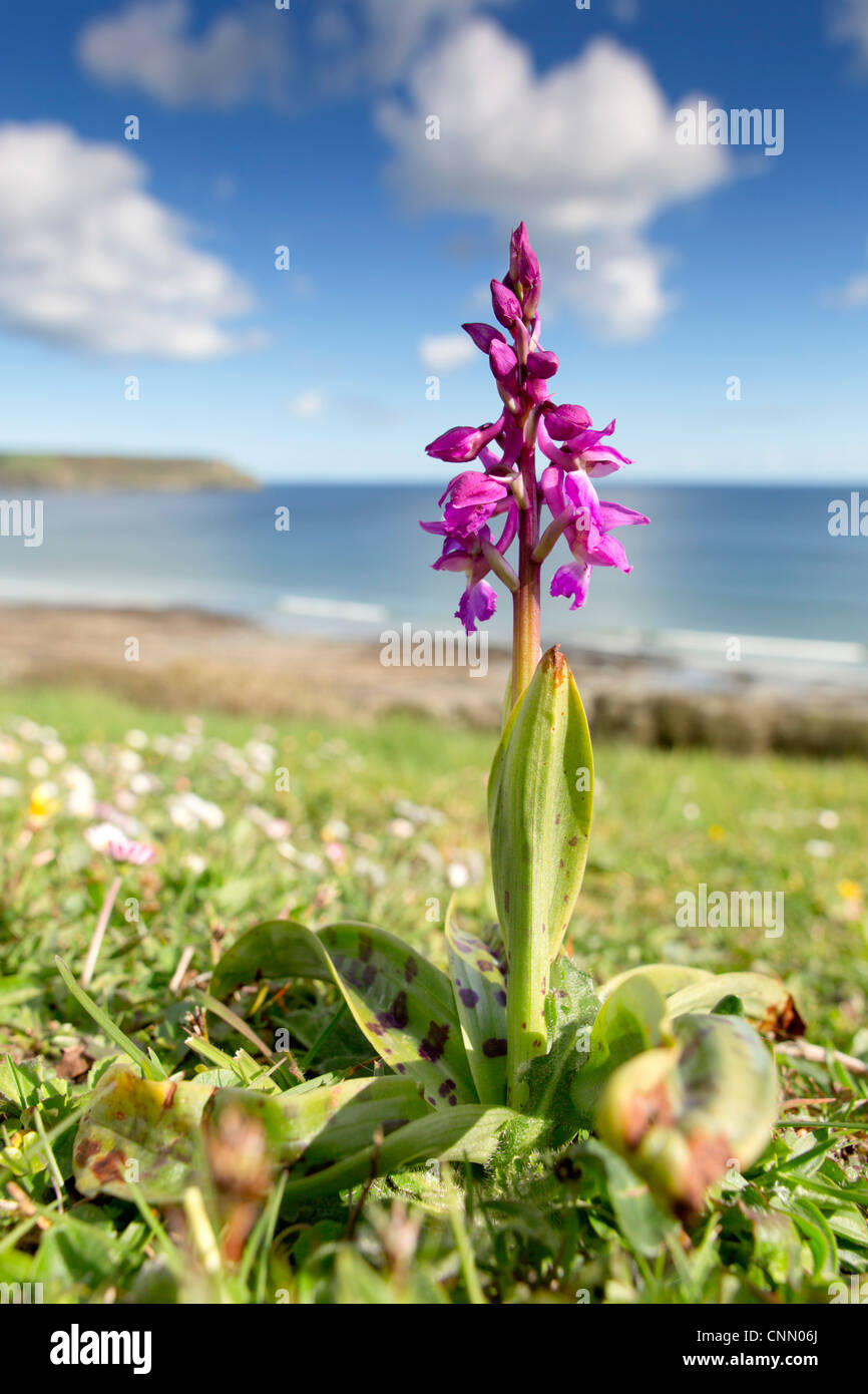 Early Purple Orchid; Orchis mascula; at Pendower; Cornwall; UK Stock Photo