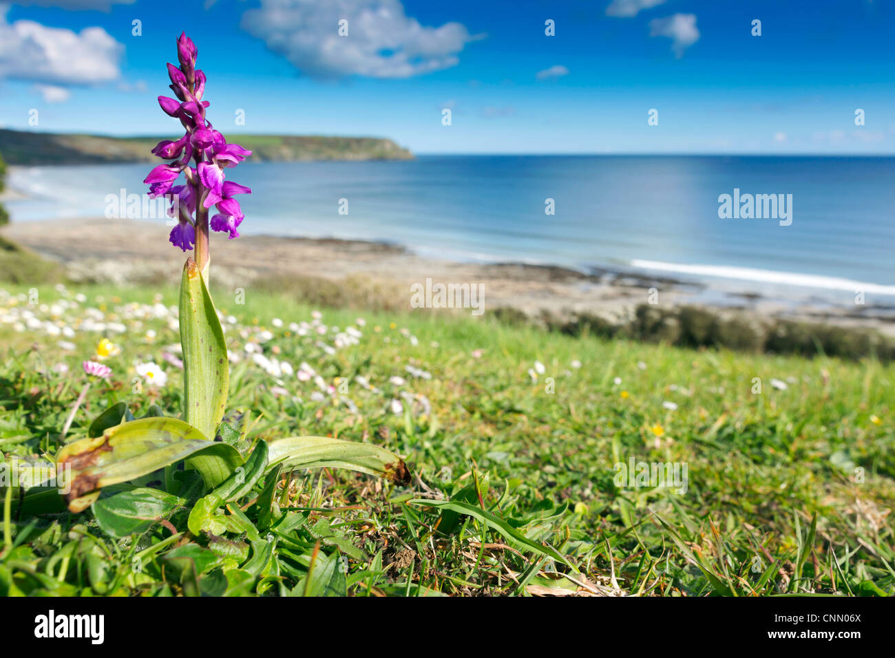 Early Purple Orchid; Orchis mascula; at Pendower; Cornwall; UK Stock Photo