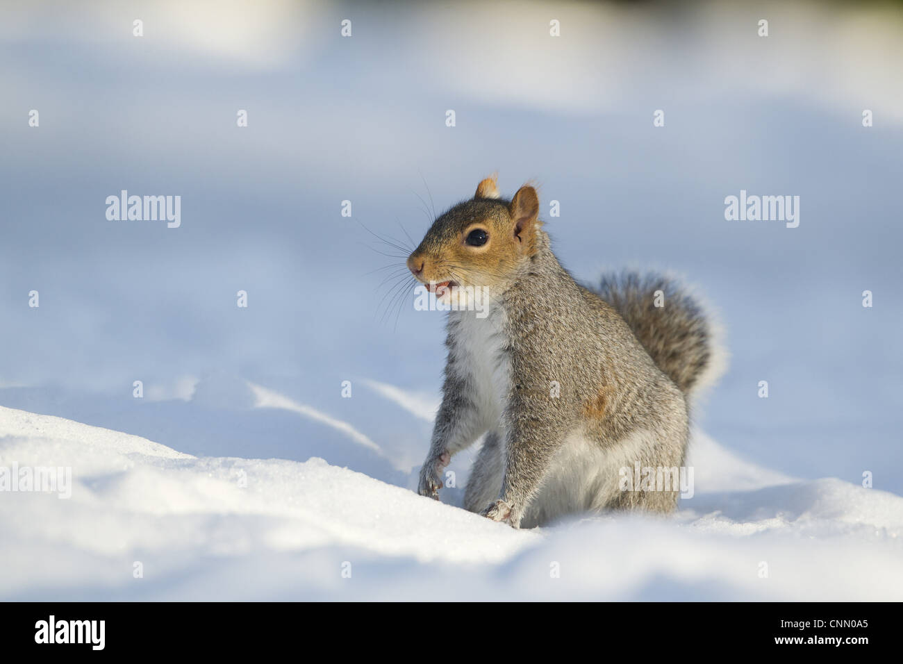Eastern Grey Squirrel Sciurus carolinensis introduced species adult peanut mouth sitting snow Sheffield South Yorkshire England Stock Photo