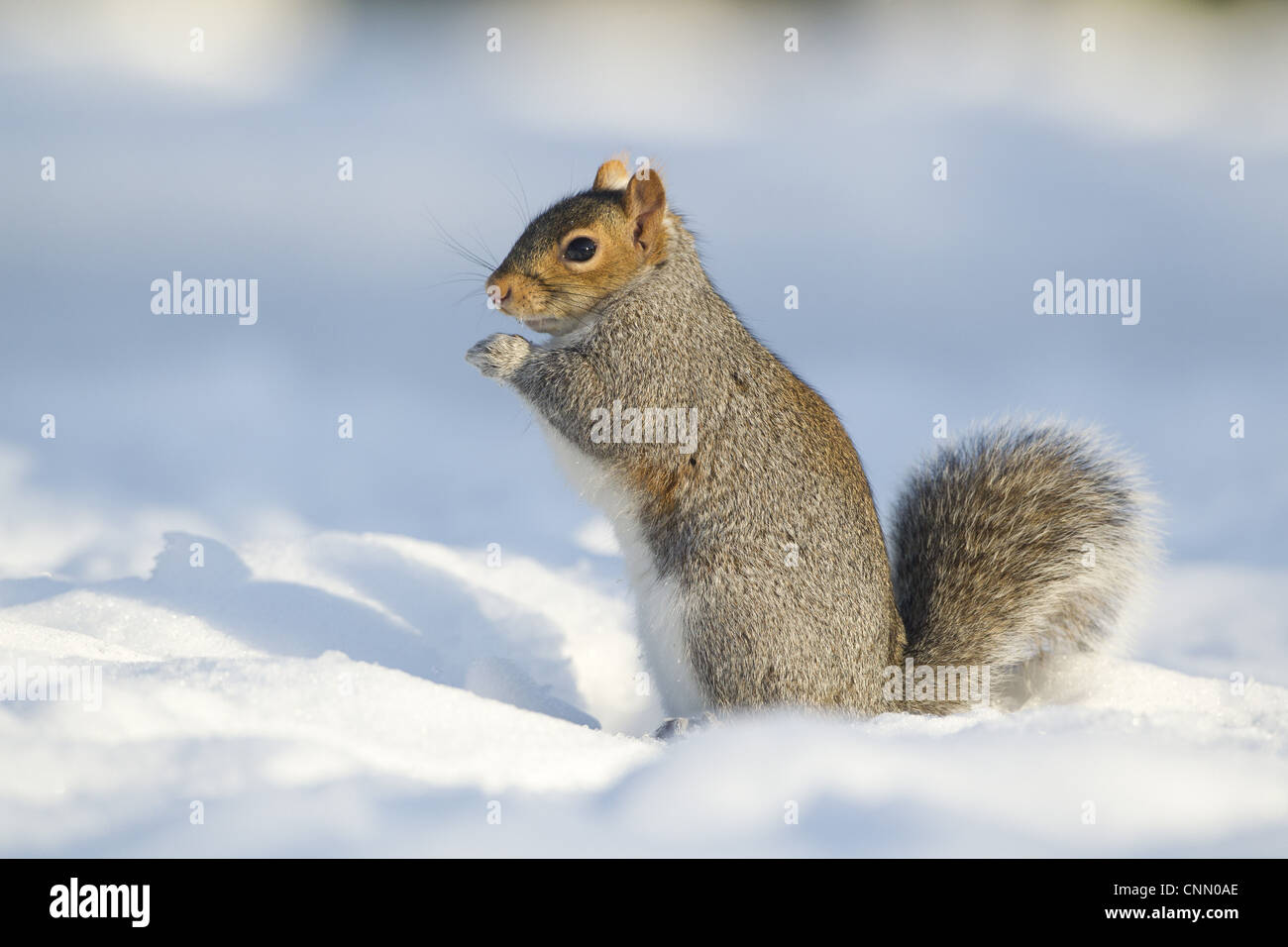 Eastern Grey Squirrel Sciurus carolinensis introduced species adult feeding sitting snow Sheffield South Yorkshire England Stock Photo